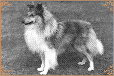 Sea Urchin of Shelert