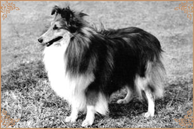 Shantung of Shelert