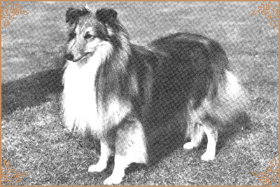 Shantung of Shelert