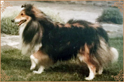 Shantung of Shelert