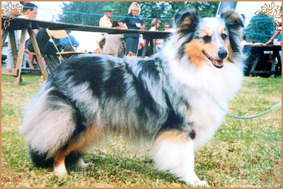 Shelderon Kiri, Crufts Winners