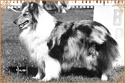 Shelderon Kiri, Crufts Winners