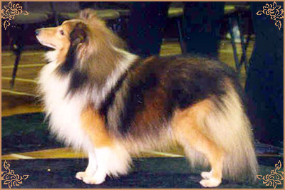 Sheleena Shindlers List, Crufts Winners