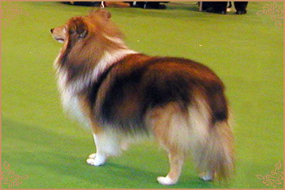 Sheleena Shindlers List, Crufts Winners