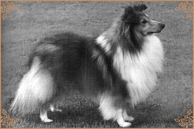 Sheleena Shindlers List, Crufts Winners