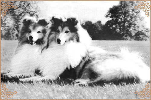 Sheleena Shindlers List, Crufts Winners