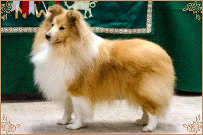 Shellamoyed Gold Fever, Crufts Winners