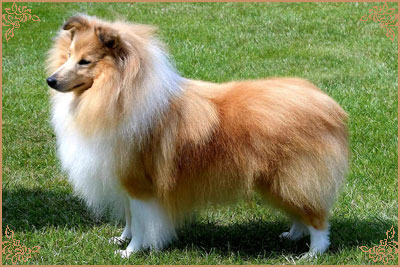 Shellamoyed Gold Fever, Crufts Winners