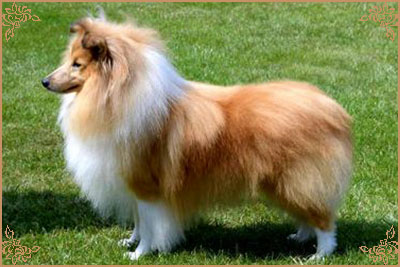 Shellamoyed Gold Fever, Crufts Winners
