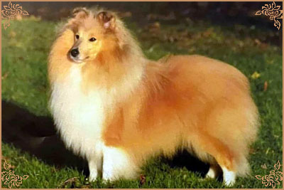 Shellamoyed Gold Fever, Crufts Winners