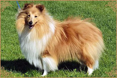 Shellamoyed Gold Fever, Crufts Winners