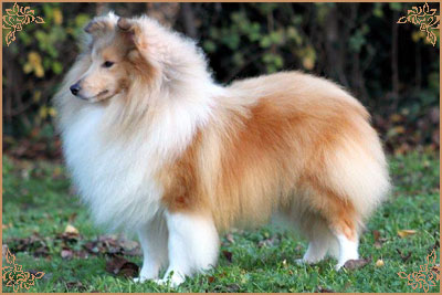 Shellamoyed Gold Fever, Crufts Winners