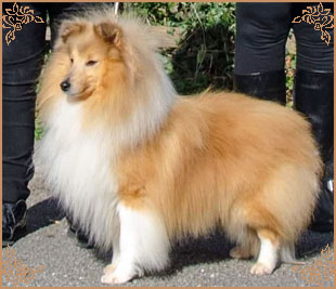 Shellamoyed Gold Fever, Crufts Winners