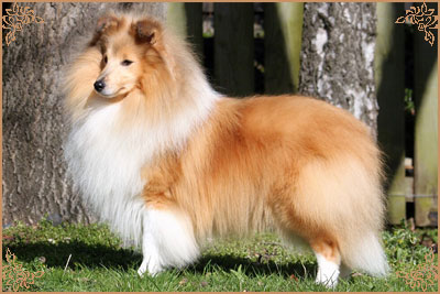 Shellamoyed Gold Fever, Crufts Winners