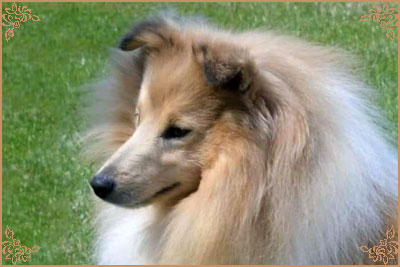Shellamoyed Gold Fever, Crufts Winners