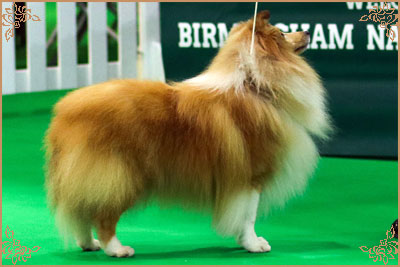 Shellamoyed Gold Fever, Crufts Winners
