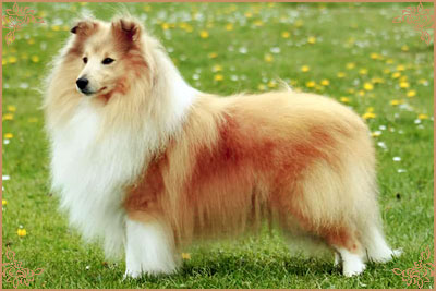 Shellamoyed Gold Fever Shellamoyed Gold Fever, Crufts Winners