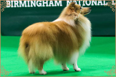 Shellamoyed Gold Fever, Crufts Winners