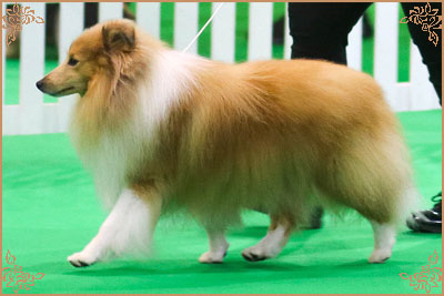 Shellamoyed Gold Fever, Crufts Winners