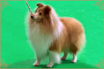 Shellamoyed Gold Fever, Crufts Winners