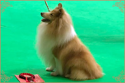 Shellamoyed Gold Fever, Crufts Winners