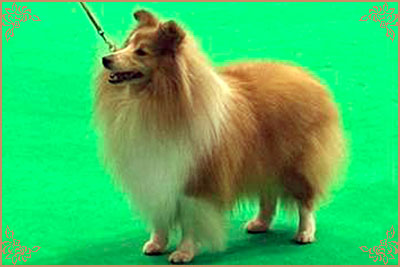 Shellamoyed Gold Fever, Crufts Winners