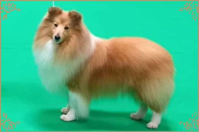 Shellamoyed Gold Fever, Crufts Winners
