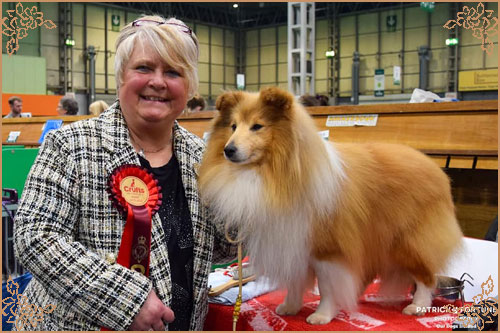 Shellamoyed Gold Fever, Crufts Winners