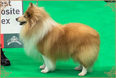 Shellamoyed Gold Fever, Crufts Winners