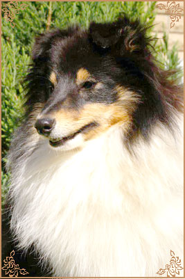 Шайнинг Чарм Хачико, Shining Charm Hachiko