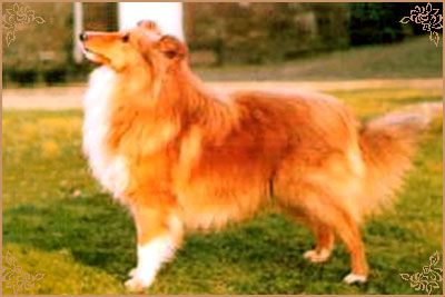 Sonymer Topper