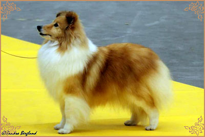 Specialdream`s Ever So Clever, Crufts Winners