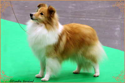 Specialdream`s Ever So Clever Specialdream`s Ever So Clever, Crufts Winners