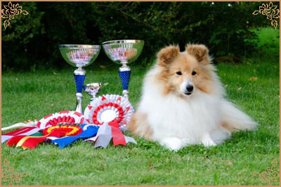 Specialdream`s Ever So Clever, Crufts Winners