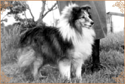 Starlight of Callart