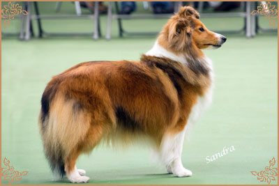 Tachnamadra Evisu, Crufts Winners