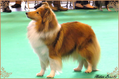 Tachnamadra Evisu, Crufts Winners