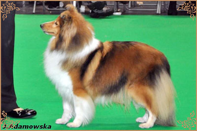 Tachnamadra Evisu, Crufts Winners