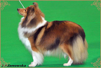 Tachnamadra Evisu, Crufts Winners