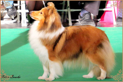 Tachnamadra Evisu, Crufts Winners