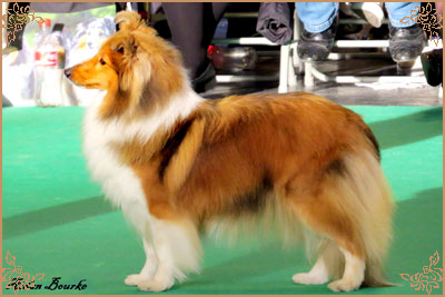 Tachnamadra Evisu, Crufts Winners