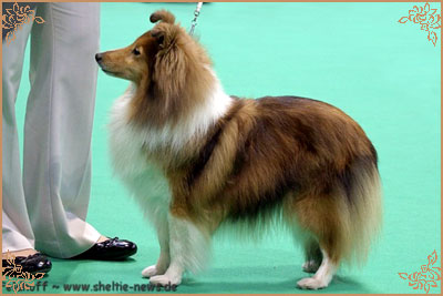 Tachnamadra Evisu, Crufts Winners