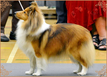 Tachnamadra Evisu, Crufts Winners