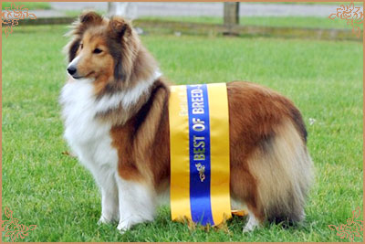 Tachnamadra Evisu, Crufts Winners