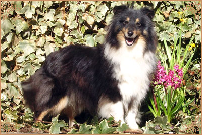 Tarentaine Et Shelachan Sweet Sensation