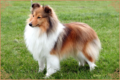 Tighness Three Steps T`Heav`n Tighness Three Steps T`Heav`n, Crufts Winners
