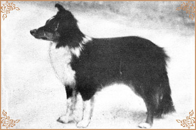 Tilford Tinette, Crufts Winners