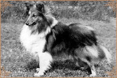 Trumpeter of Tooneytown, Crufts Winners