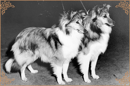 Tumblebays Topaz of Monkswood, Crufts Winners