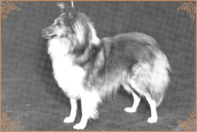 Tumblebays Topaz of Monkswood Tumblebays Topaz of Monkswood, Crufts Winners